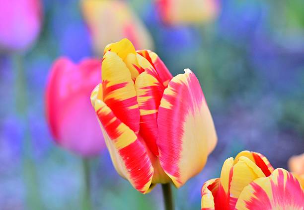 istock Beautiful flower portrait 471950069