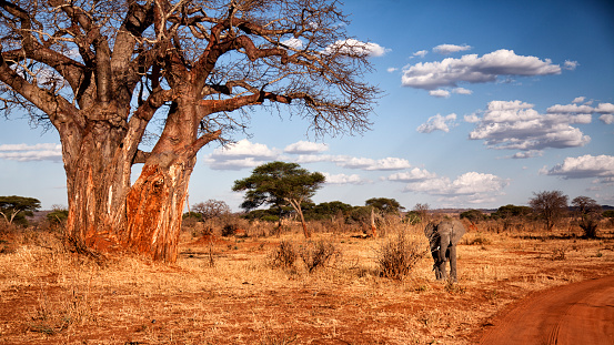 Tree and elephants in Masai Mara NP