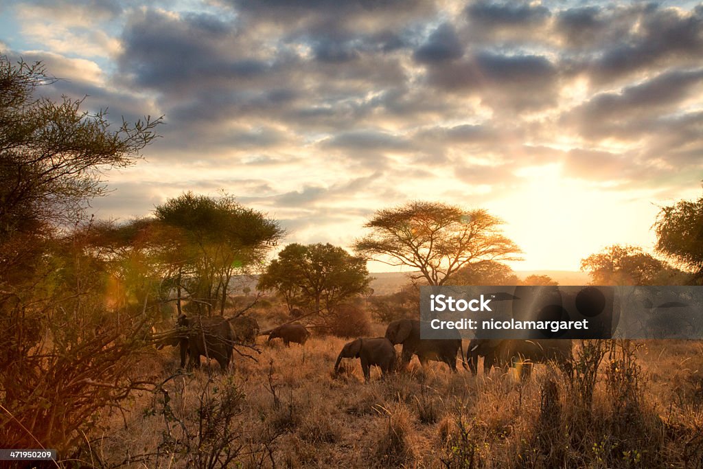 Elephants at dawn, Tanzania A family of elephants in Tarangire National park, Tanzania. Natural lens flares add to the intensity of the sunrise. Africa Stock Photo