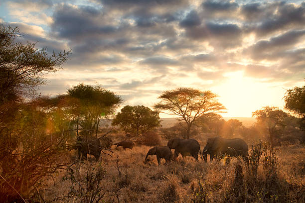 Elephants at dawn, Tanzania A family of elephants in Tarangire National park, Tanzania. Natural lens flares add to the intensity of the sunrise. grassland in morning sunrise stock pictures, royalty-free photos & images