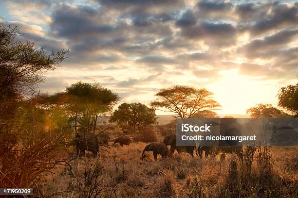 Elephants At Dawn Tanzania Stock Photo - Download Image Now - Africa, Safari, Elephant