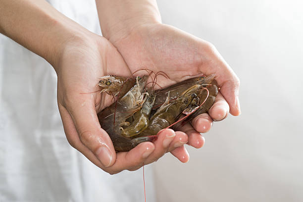 gamberetti freschi a portata di mano - prepared shrimp prawn seafood salad foto e immagini stock