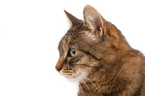 A tabby house cat, isolated on a white background, looks off into the distance