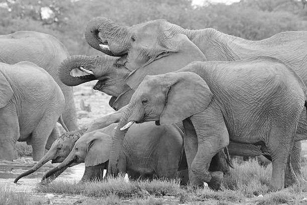 istock Elephant Family, African Wildlife - Drinking Time 471950718