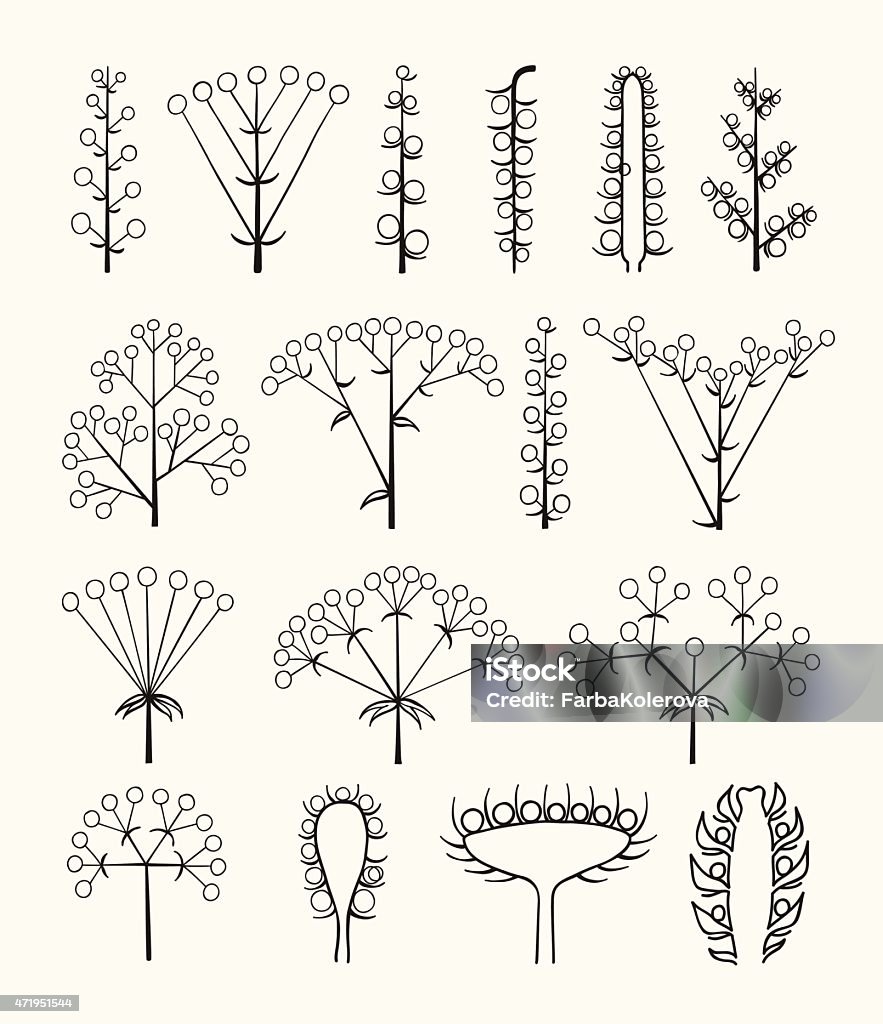 Set of vector different types of inflorescence isolated on white. Set of vector different types of inflorescence, scientific scheme of flower on stalk ,botany, isolated on white. Inflorescence stock vector