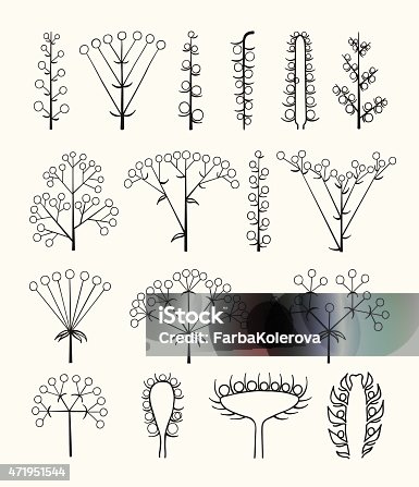 8 Inflorescence Types Inflorescence Types