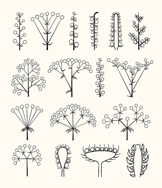 Set of vector different types of inflorescence isolated on white. Set of vector different types of inflorescence, scientific scheme of flower on stalk ,botany, isolated on white. inflorescence stock illustrations
