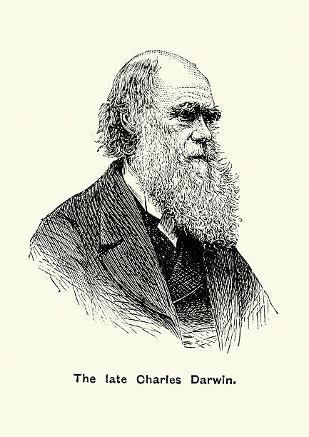 Portrait of Charles Darwin Vintage engraving of Charles Darwin, an English naturalist and geologist, best known for his contributions to evolutionary theory. charles darwin naturalist stock illustrations