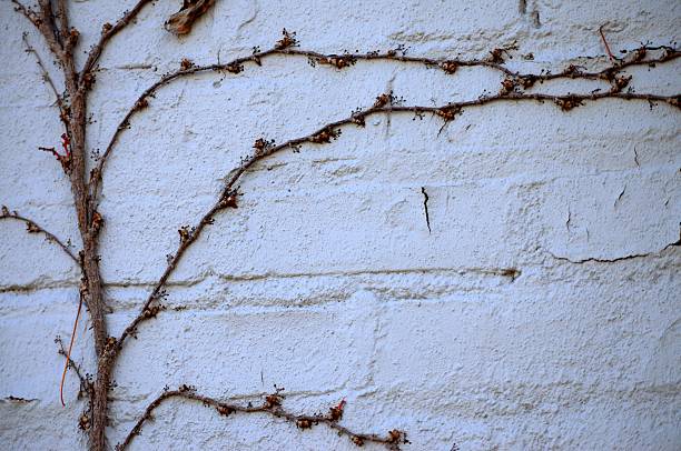 nudo ivy vite - ivy brick wall vine foto e immagini stock