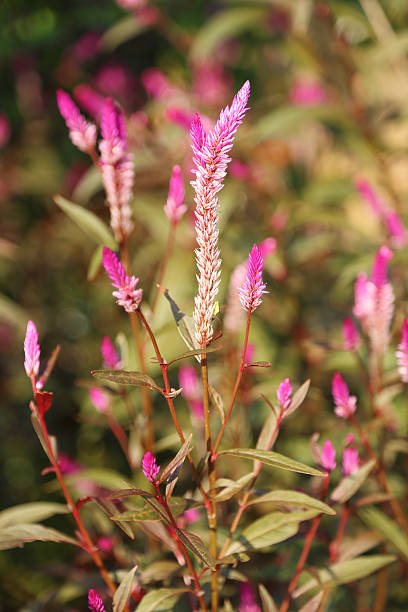 istock Cockscomb flowers in the park 471952721