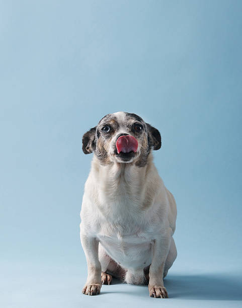 istock Adorable mixed breed dog with tongue out 471952789