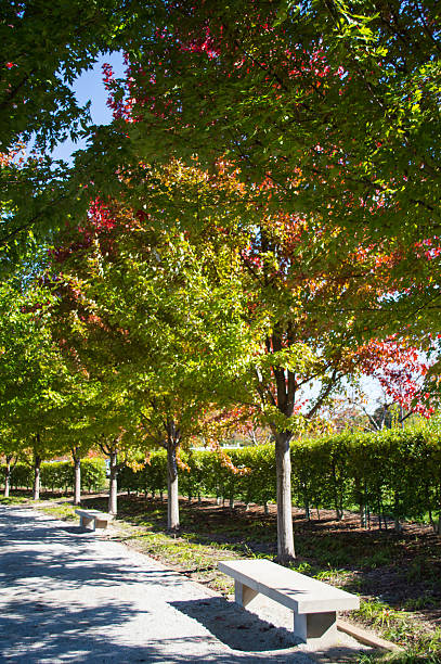 Autumn foliage in neighborhood park stock photo