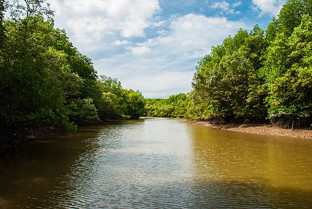 istock The forest mangrove at Ranong, Thailand. 471952941