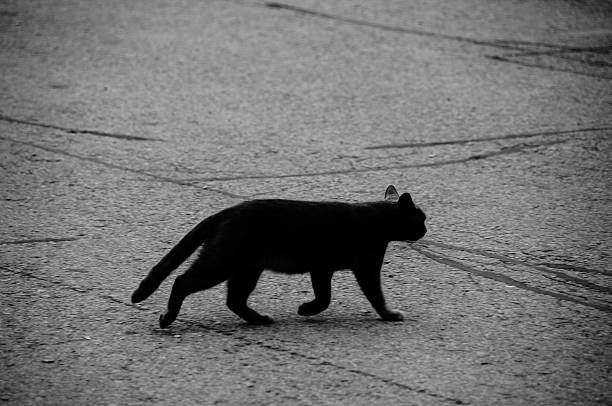 black cat stock photo