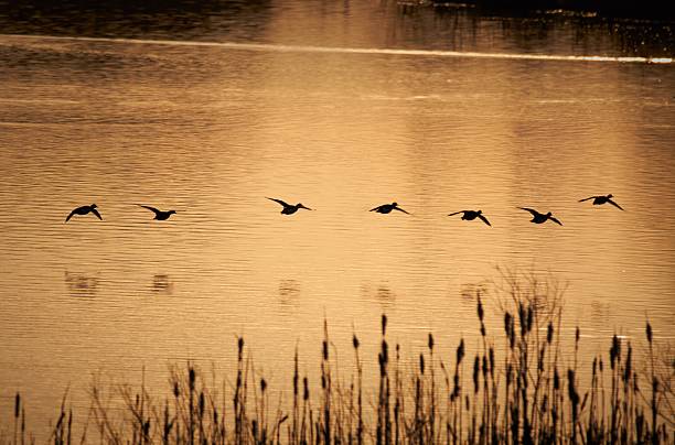 troupeau de canards dans la matinée - oiseau aquatique photos et images de collection