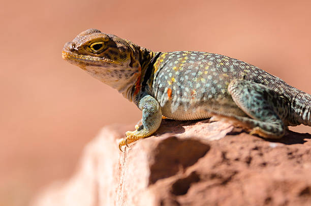 eastern lézard à tête jaune un bain de soleil sur un rocher - lizard collared lizard reptile animal photos et images de collection
