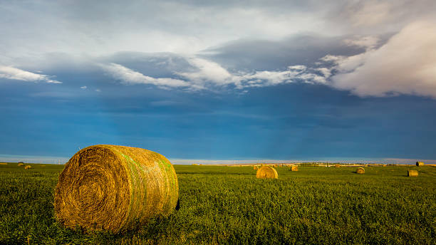 forage - okotoks fotografías e imágenes de stock