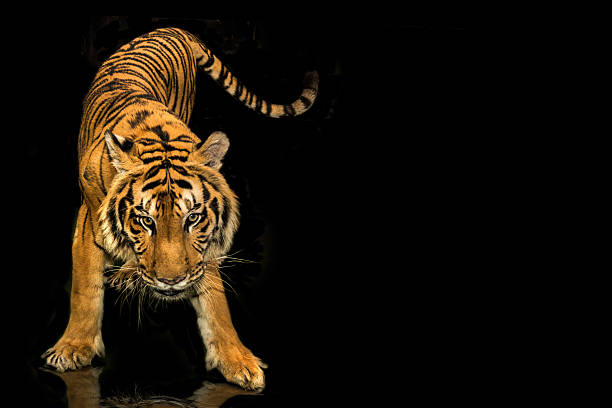 istock Tiger stalking on bottom black and reflected in the soil 471953399