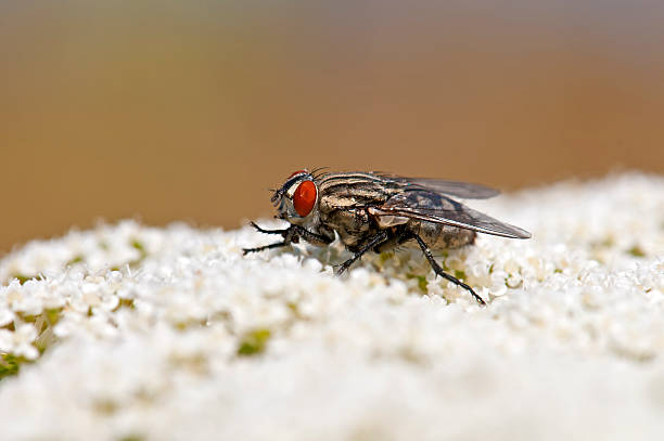 Black Fly on flower  Black Fly on flower  flesh fly photos stock pictures, royalty-free photos & images