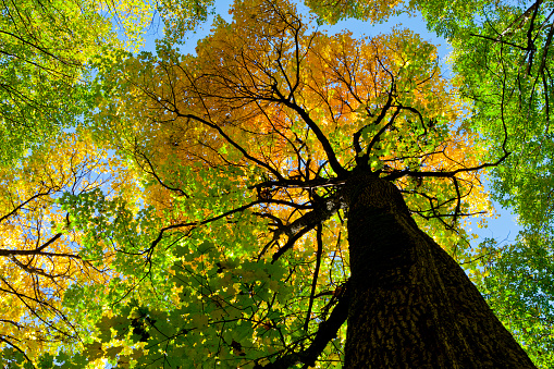 autumn forest trees. nature green wood sunlight backgrounds.autumn forest trees. nature green wood sunlight backgrounds.