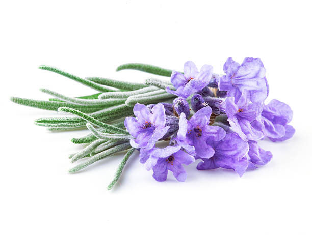 istock Lavender. Flowers isolated on white 471954913