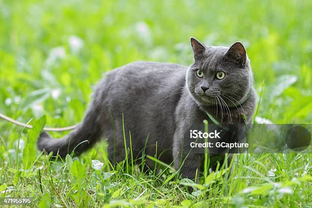 Portrait Of Young British Cat In Grass Stock Photo - Download Image Now - Animal, Animal Body Part, Animal Eye