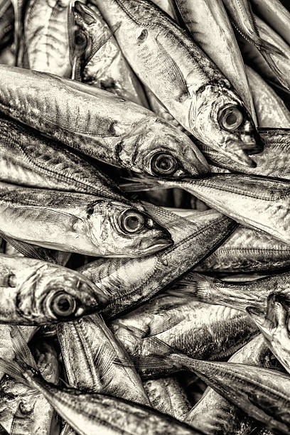 istock Tile of fishes 471955797