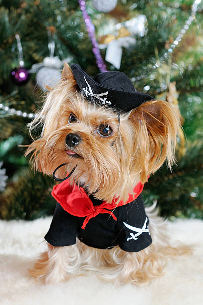 istock Cute Yorkshire Terrier in front of Christmas tree 471956045