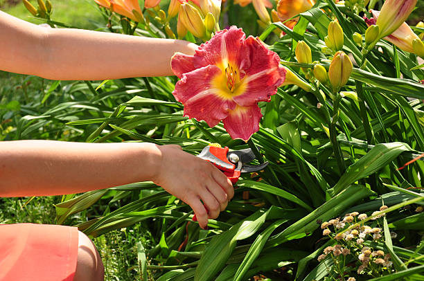 Hemerocallis girl secateurs Hemerocallis girl secateurs day lily photos stock pictures, royalty-free photos & images
