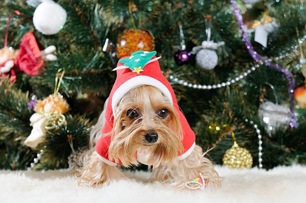 istock Cute Yorkshire Terrier in front of Christmas tree 471956221