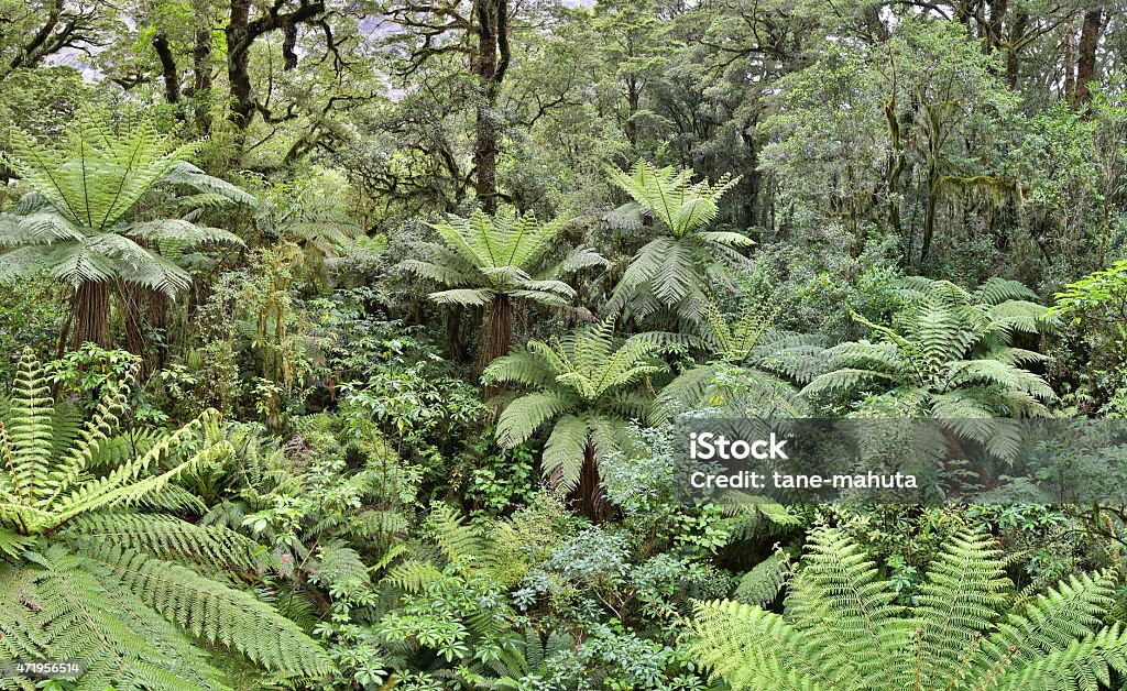 Temperate Rainforest with fern trees (Fjordland, New Zealand) Temperate Rainforest with fern trees (Fjordland, New Zealand) as background New Zealand Stock Photo