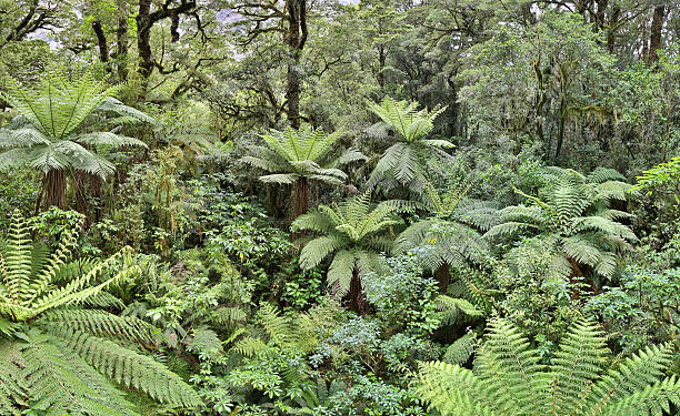 floresta temperada com feto trees (fjordland, nova zelândia) - te anau imagens e fotografias de stock