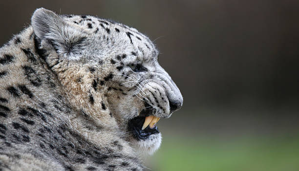 Close-up of a spitting Snow leopard