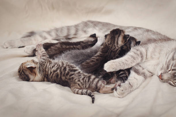 istock mother cat feeding kittens 471956918