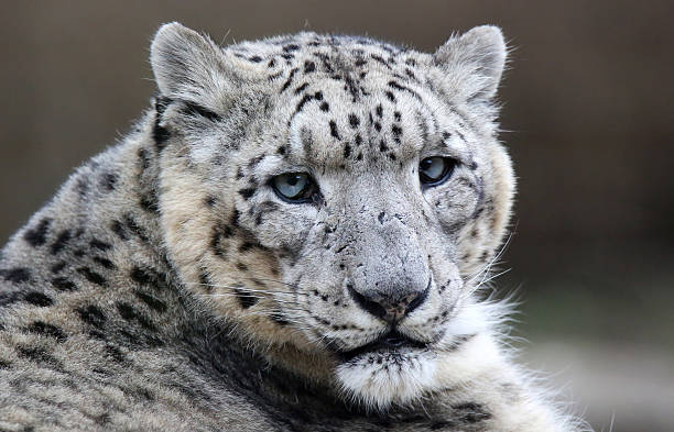 istock Close-up of a Snow leopard 471956932