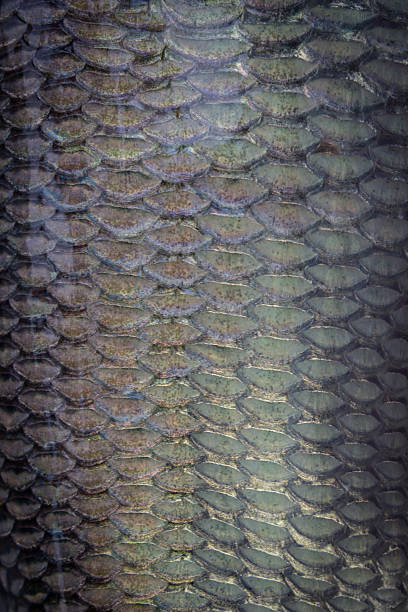 istock texture of fish scales close-up 471956978