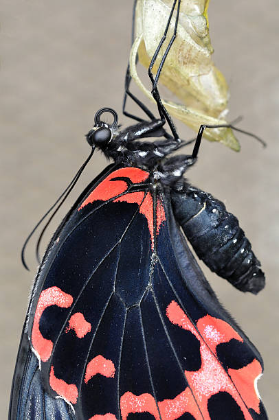 swallowtail na cocon - butterfly flying tropical climate close to zdjęcia i obrazy z banku zdjęć