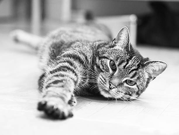 istock Cat curls up on the floor 471958298