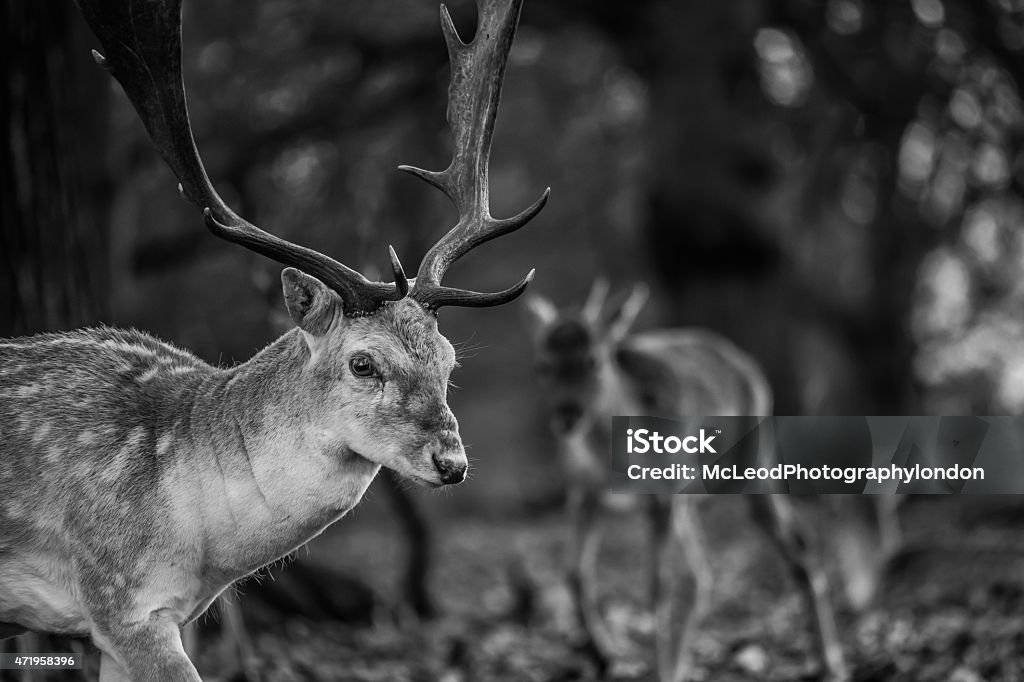 Fallow deer Fallow deer in Richmond park London. 2015 Stock Photo