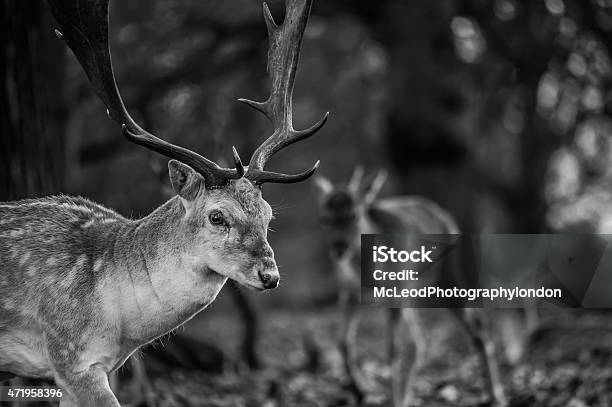 Fallow Deer Stock Photo - Download Image Now - 2015, Antler, Black And White