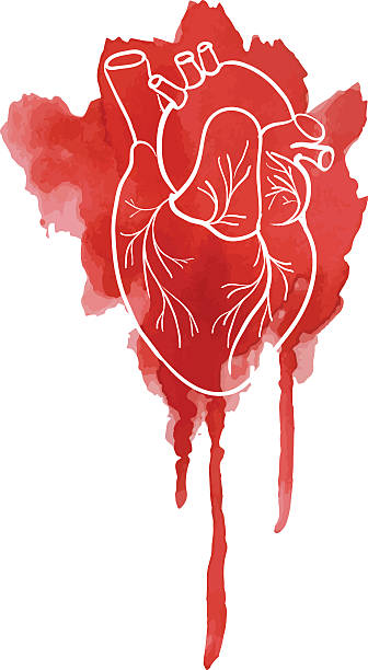 실루엣 of the human heart 붉은 반점 워터컬러. - heart shape human vein love human artery stock illustrations