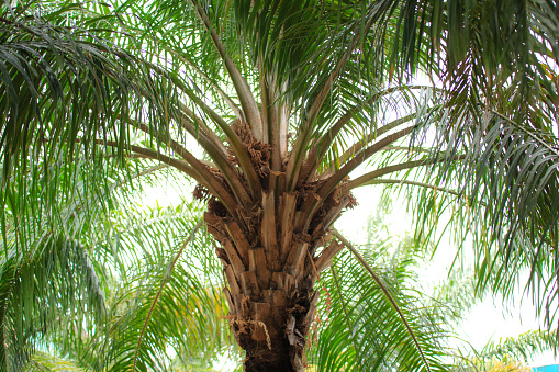 Palm Tree isolated