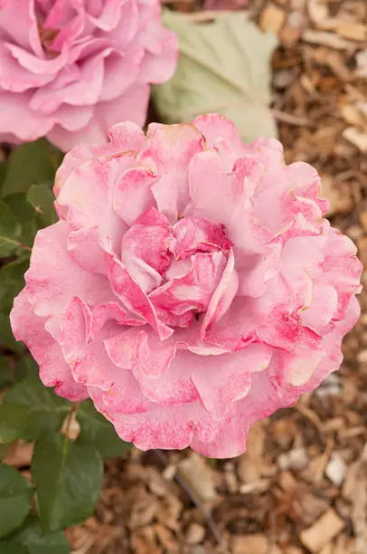 Photo of Angel Face Rose Flower