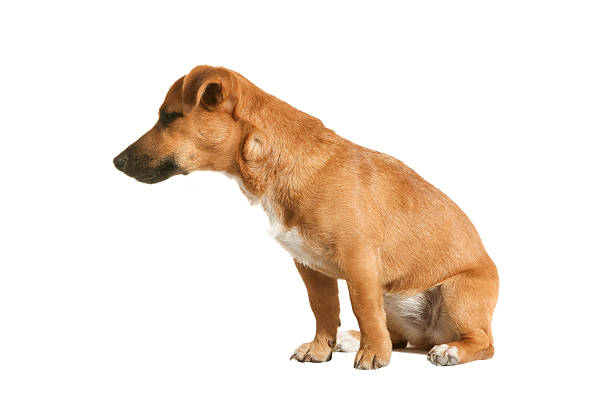 istock Adorable little dog 471960283