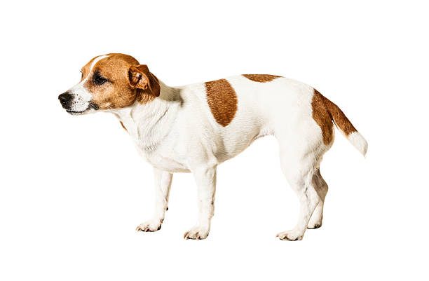istock Adorable little dog 471960389