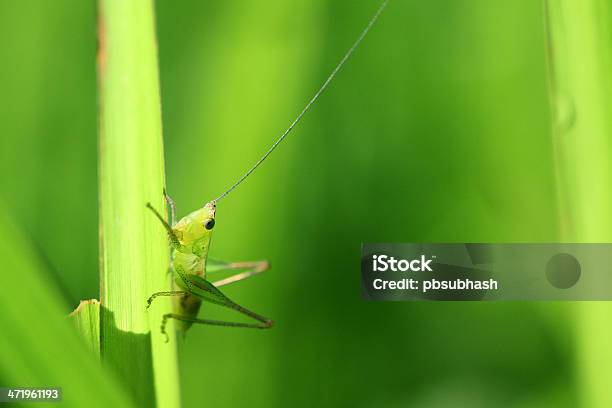 Foto de Gafanhoto Verde Macro e mais fotos de stock de Animal - Animal, Flora, Fotografia - Imagem