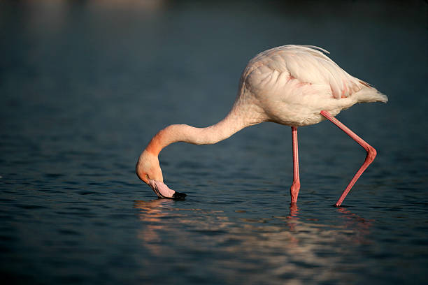 istock Greater flamingo, Phoenicopterus ruber 471961225
