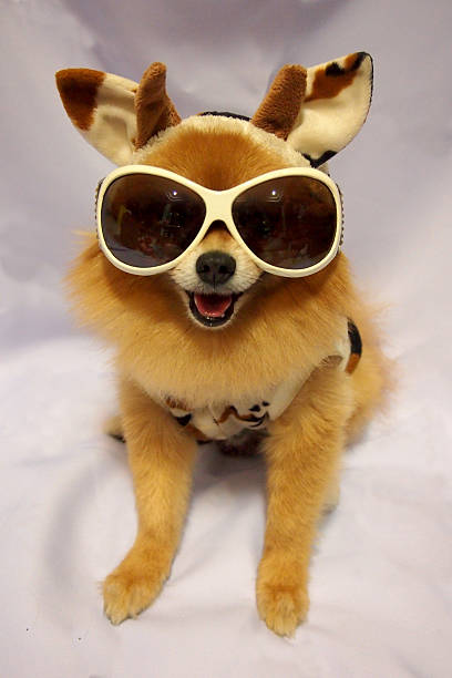 istock Dog in cow costume 471962323