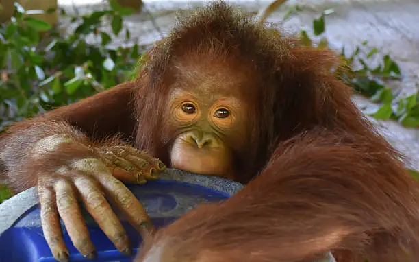 Photo of The Baby Orangutan carring leaves in mouth