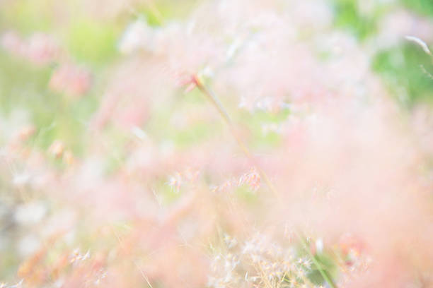 istock blurred of flowers 471962430